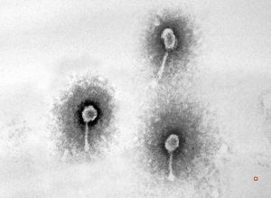 staphylococcal bacteriophage